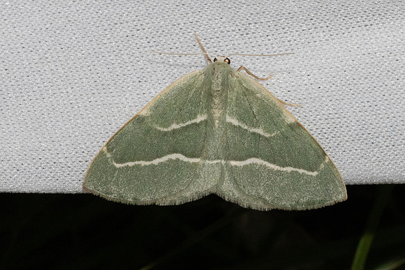 Hylaea fasciaria-7355