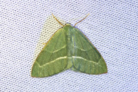 Hylaea fasciaria-7000