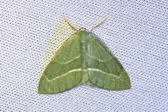 Hylaea fasciaria-7000
