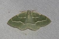 Hylaea fasciaria-7335
