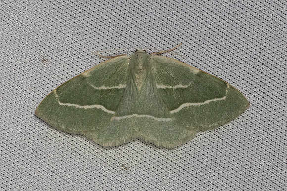 Hylaea fasciaria-7335