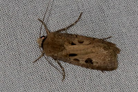 Agrotis exclamationis-6974
