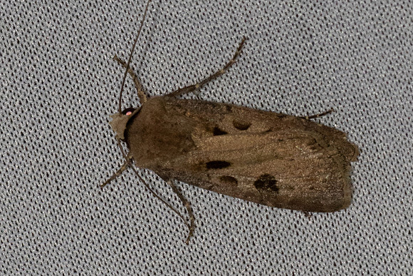 Agrotis exclamationis-6974