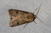 Agrotis exclamationis-7337
