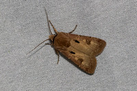 Agrotis exclamationis-6983
