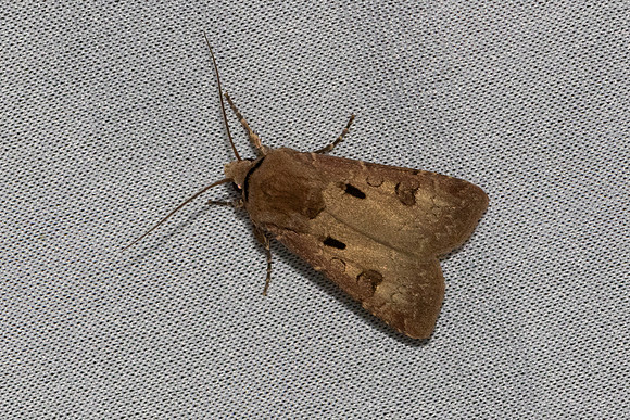 Agrotis exclamationis-6983