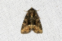 Oligia latruncula-7014