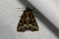 Oligia latruncula-7034