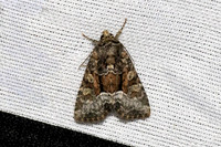 Oligia strigilis-7015 - Les Rousses - 26/06/26