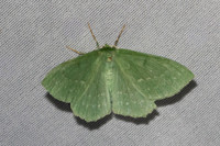 Geometra papilionaria-7057