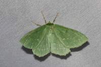 Geometra papilionaria-7058 - Les Rousses - 27/06/26