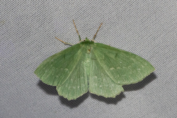 Geometra papilionaria-7058 - Les Rousses - 27/06/26