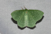Geometra papilionaria-6989