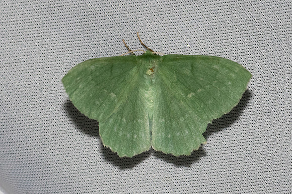 Geometra papilionaria-6989