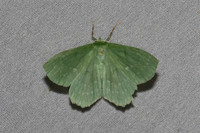 Geometra papilionaria-7079