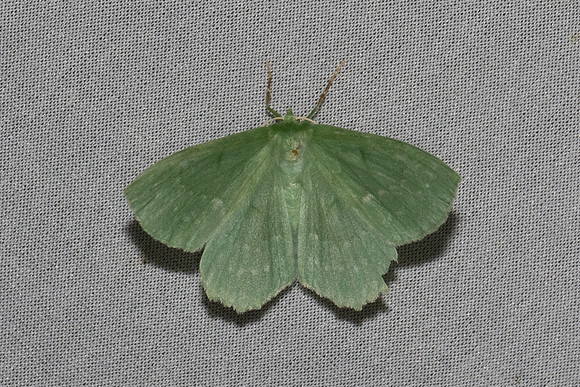 Geometra papilionaria-7079