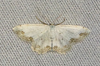 Scopula ornata-7264