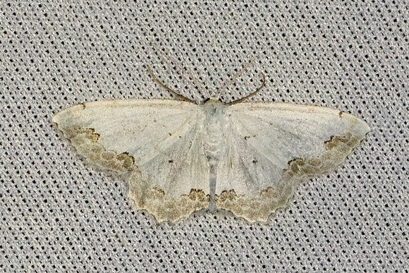 Scopula ornata-7264