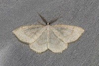Cabera exanthemata-7436