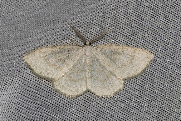 Cabera exanthemata-7436