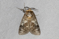 Cossus cossus-7063