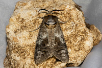 Cossus cossus-7056