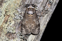 Cossus cossus-7353