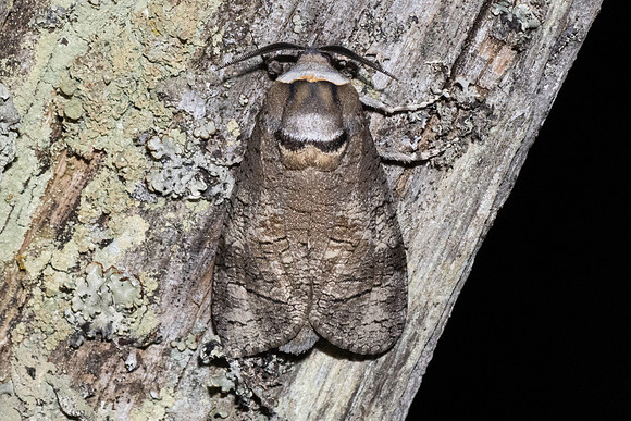 Cossus cossus-7353