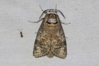Cossus cossus-7363