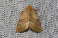 Malacosoma neustria-7288