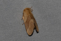 Malacosoma neustria-6946