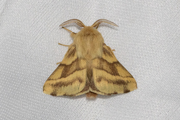 Malacosoma castrensis-7105 - Les Rousses - 27/06/26