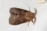 Dendrolimus pini-7420