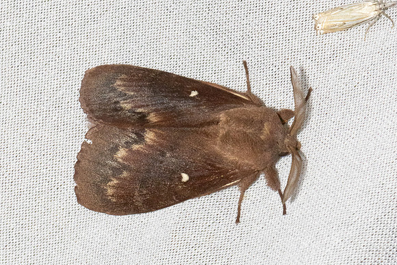 Dendrolimus pini-7420