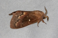 Dendrolimus pini-7422