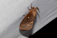Dendrolimus pini-7415