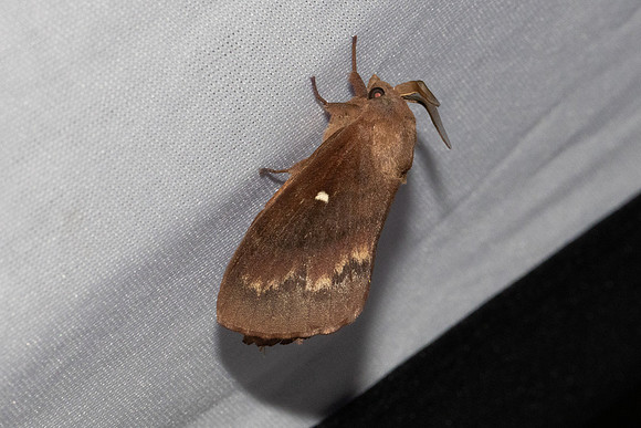 Dendrolimus pini-7415