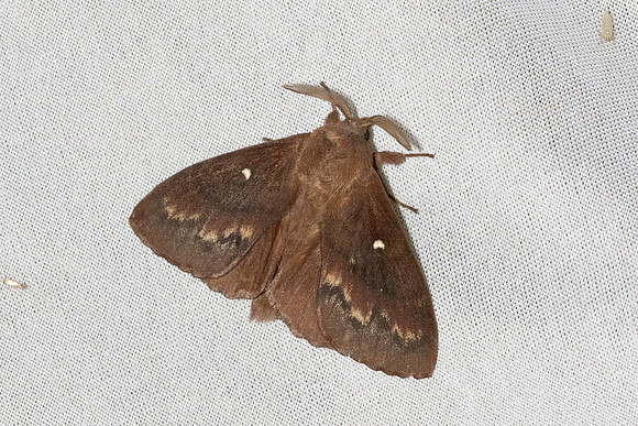Dendrolimus pini-7418