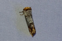 Phalera bucephala-7028