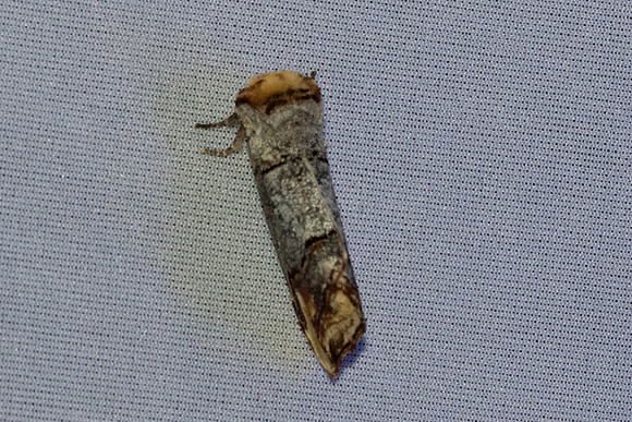 Phalera bucephala-7028