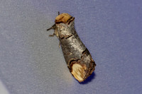 Phalera bucephala-7035
