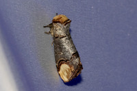 Phalera bucephala-7031