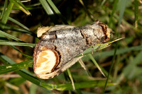 Phalera bucephala-7018
