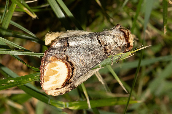 Phalera bucephala-7018