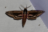 Sphinx ligustri-7043