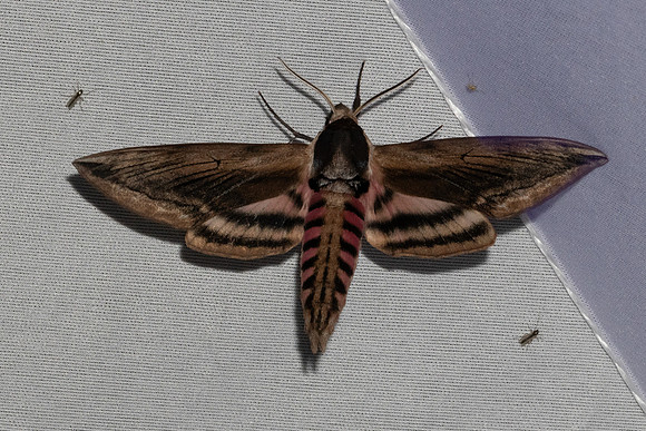 Sphinx ligustri-7043