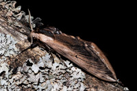 Sphinx ligustri-7090