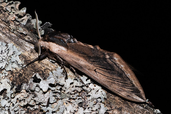 Sphinx ligustri-7090