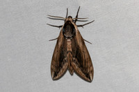 Sphinx ligustri-7045