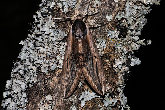 Sphinx ligustri-7084